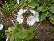 IMG 20180620 080726.jpg