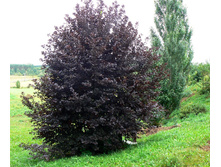 ��ң���� ��������� ���������+21�