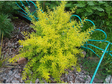 ������ �����