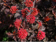 ���.������������� ��� +(���)