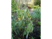 ��������  ���������������� (Uvularia perfoliata) ������� ��� ������������� �������� ������ ������������  ������ ����. ���� 2�� ( ��������� �,5�) 250. ���� 1�� (��������� 1�) 350�
