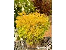 Thuja occidentalis Cloth of Gold C3 25-35- ���� 6,08 ���� �������� 3��.jpg