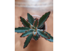 �������� ���������, ����� �� 50 ���.