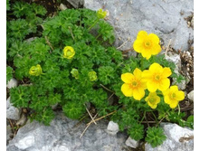 ���������� trollius ranunculoides.jpg
