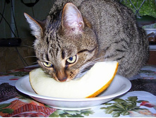 ������ �� ���� ������!