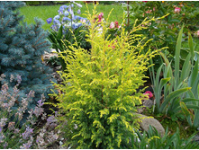 ������������ ���� ���