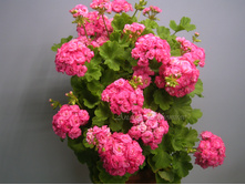Grainger's Antique Rose - 300