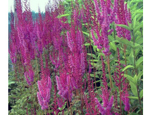 �������� ���������� (Astilbe Purpurkerze) 100�.���� 1��