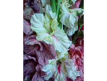 �������� �������