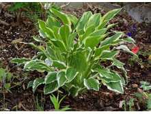 Hosta So Sweet,100�, ���� 2��