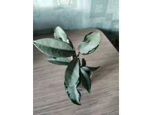 AH- 074 silver.