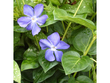 �������� �������*