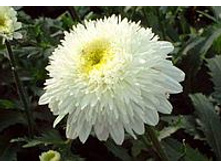 �������� �������*