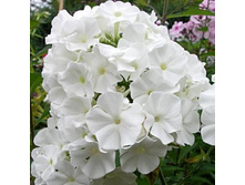 ���� �����*