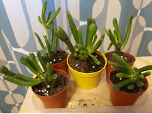 ��������(���������) ������