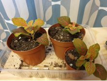 �������� ��������