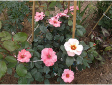 ������ ��������� �����������