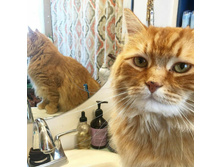 ��������, ����� �������!