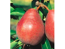 ����� ������ ���.jpg