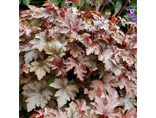 ���������� Burnished Bronze 150�, ���� 1��.