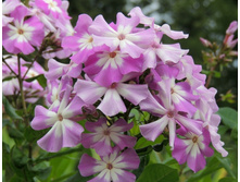 ������ ������*