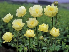 ���������� New Moon.jpg