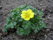 �������� pumilus.jpg