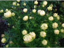 ���������� Alabaster.jpg