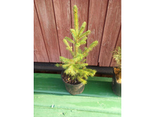 ��� ������� (Picea pungens), 4-�������, ������ 2-3�., 350���. ���� 1 ��.