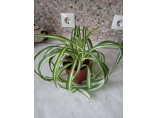 ���������� ��������