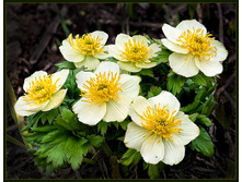 ���������� Trollius laxus albiflorus.jpg