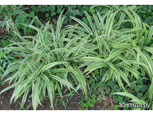 ����� �������������� ��������� *