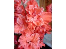 ������������ ������