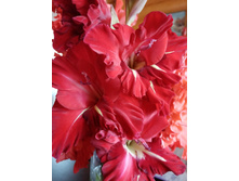 ����� �����