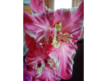 ����������� �����������