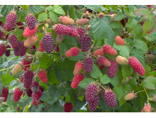 ������-��������� ������ ��������+21�