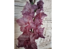 ������� �������