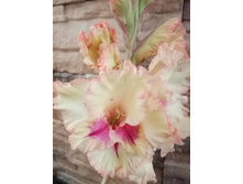 ������� �������