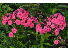 ����� �����*