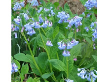 ��������� ���������.jpg