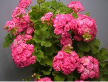 Grainger's Antique Rose - 300