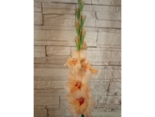 ��������� ����