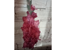 ��� � ��������