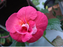 Hawaiian Trend - 120 ���.