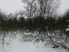 IMG 20210221 131246.jpg