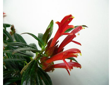 �������� Crimson spike - 200 ���.jpg