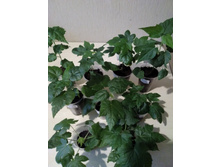 ������ ��������