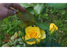 DSC05730.JPG