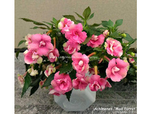 �������� Mad Parrot ����