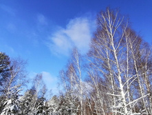 IMG 20210206 105051.jpg